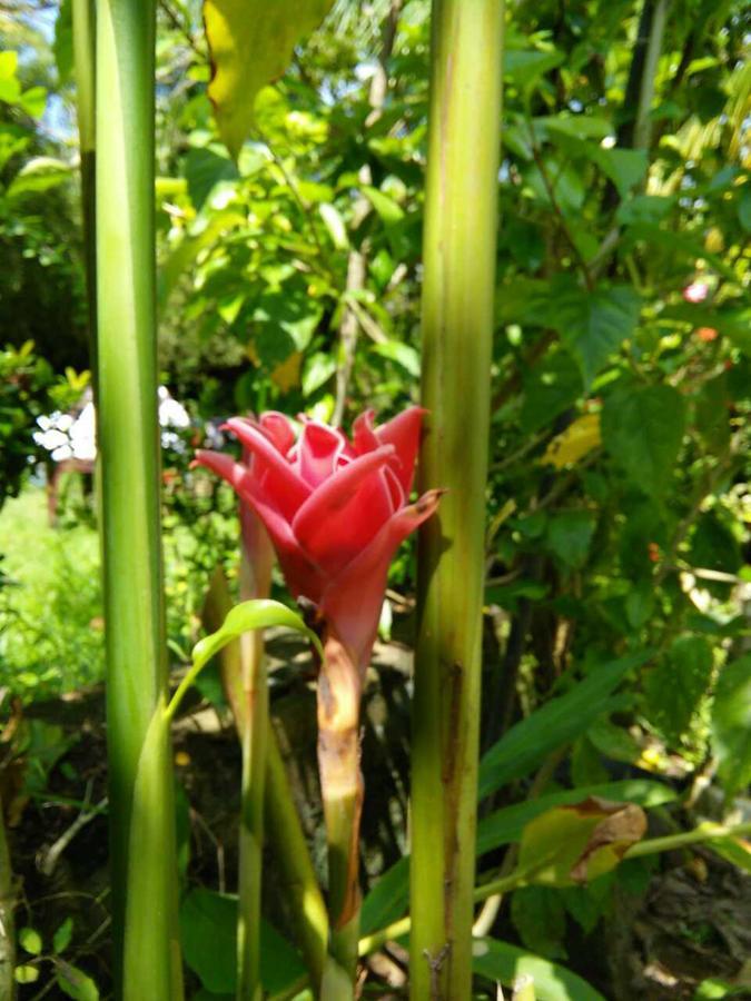 Windy Garden Bed and Breakfast Galle Εξωτερικό φωτογραφία